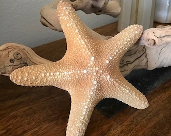 Beach Decor Large Jungle Starfish 5" - 6" (1 PC) -  Starfish - Seashells - Seashell Supply - Nautical Decor - Beach Wedding
