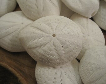 sand puffy dollar seashell dollars supply seashells