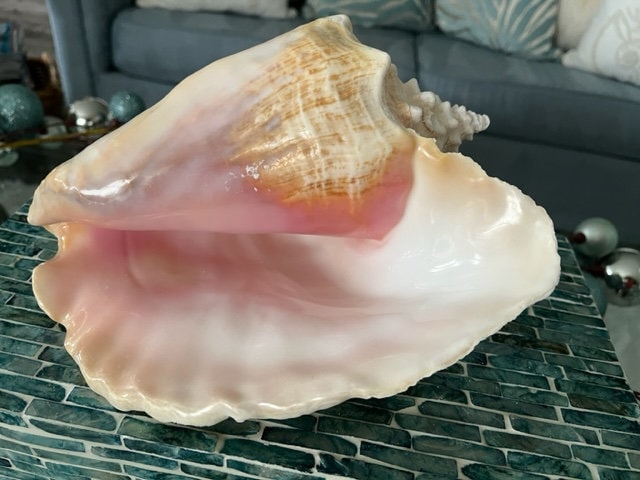 Extremely Rare 10-12cm Natural Large Conch Shells, Floor