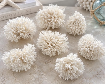 Genuine BIRDSNEST Coral - Natural Real White Coral - CHOOSE Your Size - Coastal Home Decor - Beach Decor - Beach Wedding - Beach House