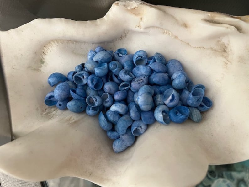 Dark Blue Dyed Bubble Shells (25 Pcs) - Craft Shells - Coastal Home ...