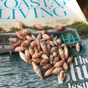 May include: A collection of small, striped seashells in shades of tan, cream, and brown, arranged on a magazine with the text "Coastal Living". The magazine cover features a coastal scene with turquoise water and a building.