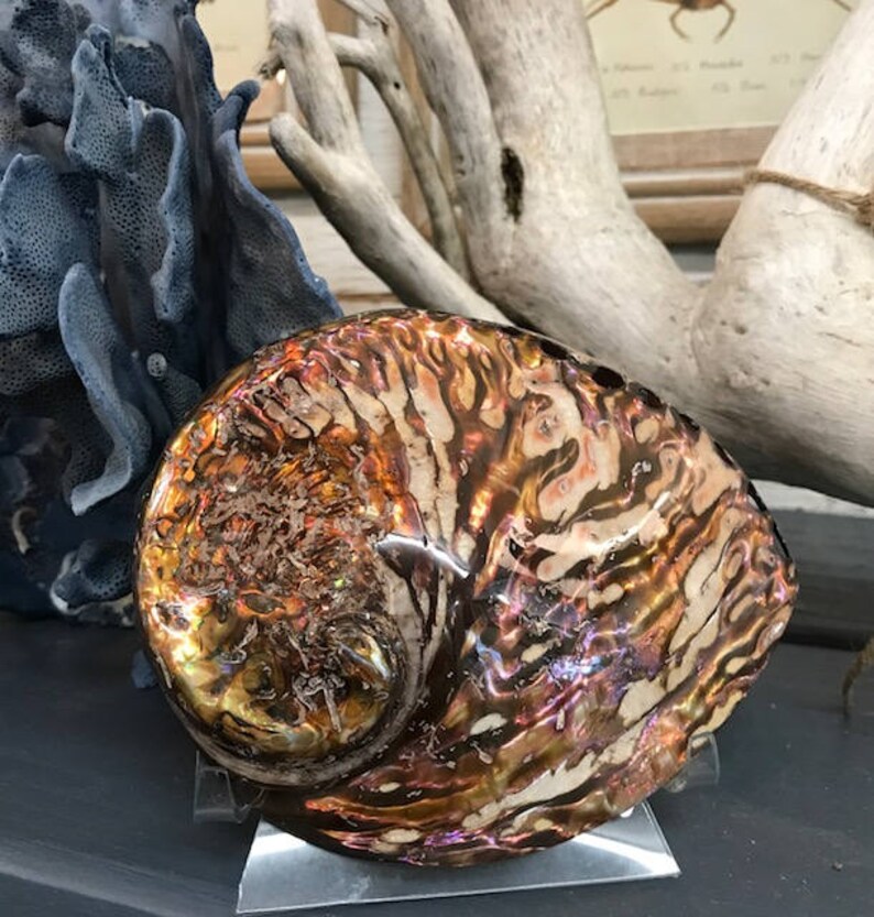 Golden Bronze Dyed Abalone Seashell 1 Large Abalone Etsy