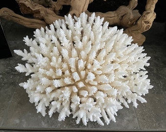 Beach Decor Extra Large Table Coral - Natural Coral - Beach Decor - Coastal Home Decor - White Coral - Seashells - Shells - Centerpiece