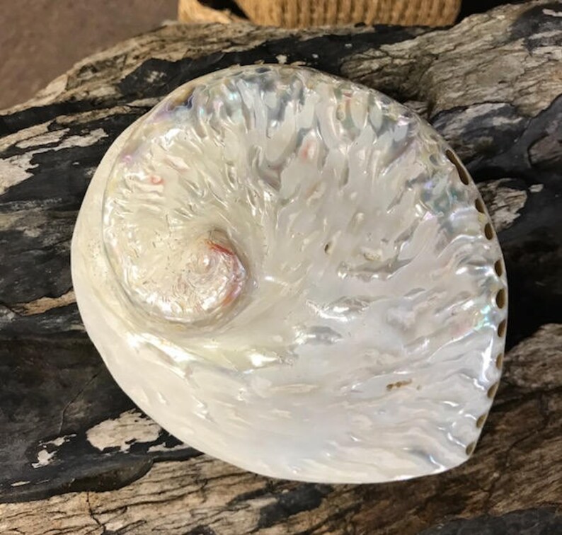 Creamy white Abalone Seashell 1 Large Abalone Shell Etsy