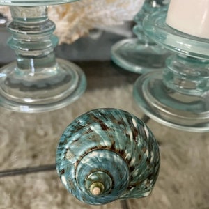 Beach Decor Turquoise Snail Shell Turbo Snail Shell Seashell Supply Coastal Home Decor Seashells Beach Wedding Nautical Decor image 5