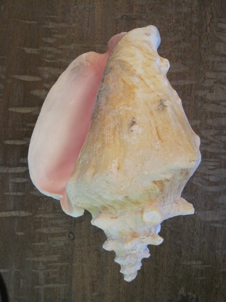 Pink Florida Conch Shell Coastal Home Decor Seashells Etsy