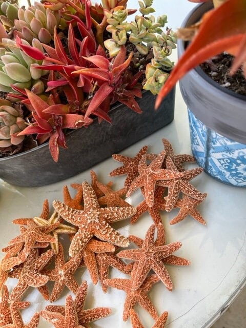 Small Sugar Starfish 2 - 3" (6 PC)  - Starfish - Seashells - Seashell Supply - Craft Seashells - Coastal Home Decor - Beach Decor - Weddings