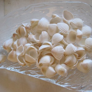 Seashells - Small White Ark Shells (25) - Seashell Supply - Beach Wedding - Craft Seashells - Coastal Home Decor