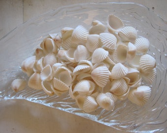 Seashells - Small White Ark Shells (25) - Seashell Supply - Beach Wedding - Craft Seashells - Coastal Home Decor