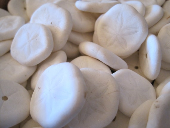 Large Sea Biscuits 2 PC Large Sand Dollars Seashell Supply