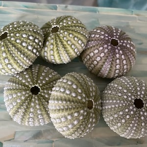 Beach Decor Mexican Green Sea Urchins 4 PC Seashells Coastal home decor Seashell Supply Natural Sea Urchins Green Urchins image 5