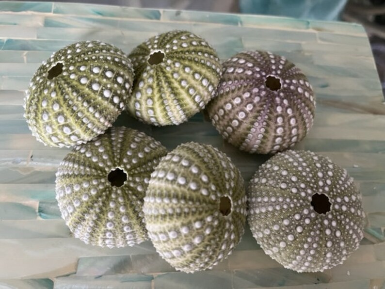 Beach Decor Mexican Green Sea Urchins 4 PC Seashells Coastal home decor Seashell Supply Natural Sea Urchins Green Urchins image 5