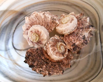 Beach Decor Pink Turbo Swirl Shells (3) - Coastal Home Decor - Seashell Supply - Beach - Seashells - Craft Shells - Turbo Shells