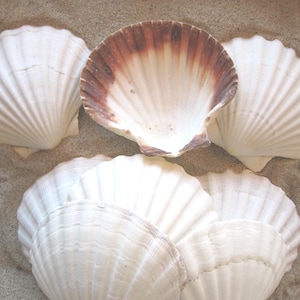 May include: A collection of white scallop seashells with ribbed textures, arranged on a sandy surface. One shell has a brown and white interior. The shells vary in size and are naturally shaped.