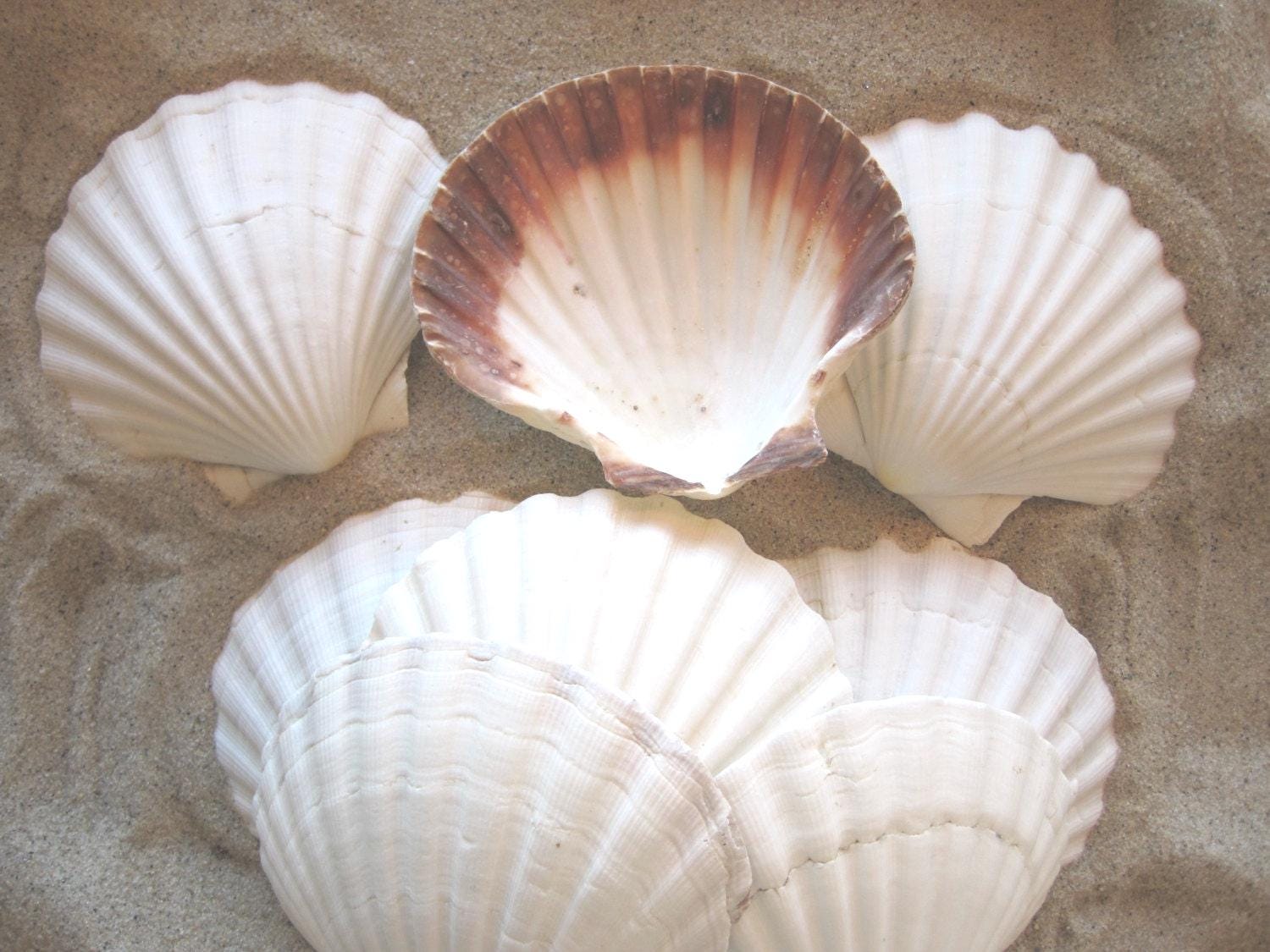 Large Irish Scallop Shells (3 PC)- CHOOSE Size - Seashells for Beach ...