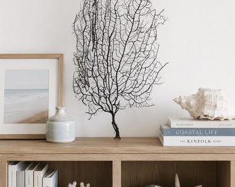XL Natural Black Sea Fan 24" H x 12 3/4" W - Coastal Home Decor - Reef Coral - Beach Decor -Beach Wedding -Coastal Home Decor -Large Sea Fan