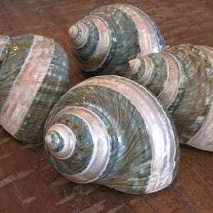 May include: Four large seashells with a green and white iridescent pattern. The shells are arranged in a group, with the largest shell in the center.
