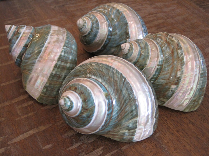 May include: Four large seashells with a green and white iridescent pattern. The shells are arranged in a group, with the largest shell in the center.