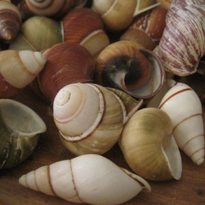 Beach Decor - Assorted Snail Shells (5) - Nautical Decor - Craft Shells