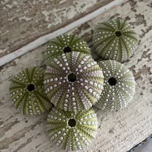 Beach Decor Mexican Green Sea Urchins 4 PC Seashells Coastal home decor Seashell Supply Natural Sea Urchins Green Urchins image 2