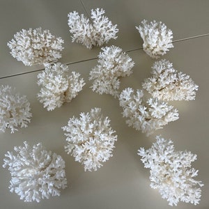 Puede incluir: Una colecci&oacute;n de 11 piezas de coral blanco dispuestas sobre una superficie beige claro. Las piezas de coral son de varios tama&ntilde;os y formas, algunas con una estructura m&aacute;s delicada e intrincada que otras.