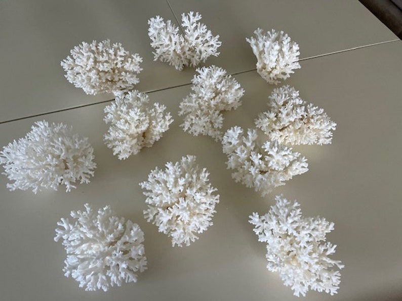 Puede incluir: Una colecci&oacute;n de 11 piezas de coral blanco dispuestas sobre una superficie beige claro. Las piezas de coral son de varios tama&ntilde;os y formas, algunas con una estructura m&aacute;s delicada e intrincada que otras.