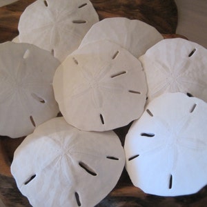 Sand Dollars - Large Florida Sand Dollars (10) - Beach Decor - Seashell Supply - Seashells - Seashell craft supply - Beach Wedding