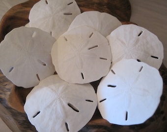 Sand Dollars - Large Florida Sand Dollars (10) - Beach Decor - Seashell Supply - Seashells - Seashell craft supply - Beach Wedding