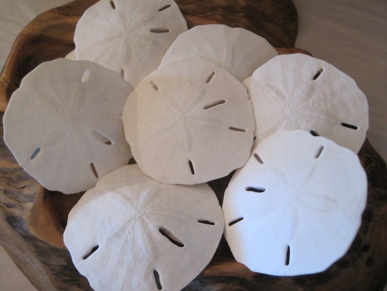Sand Dollars Large Florida Sand Dollars 10 Beach Decor Etsy