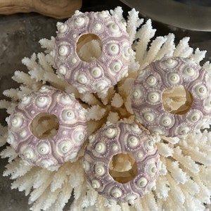 Rare XL Purple Sputnik Sea Urchins 1 PC Natural Seashells Urchins Craft Seashells Coastal home decor Seashell Supply Weddings 画像 5