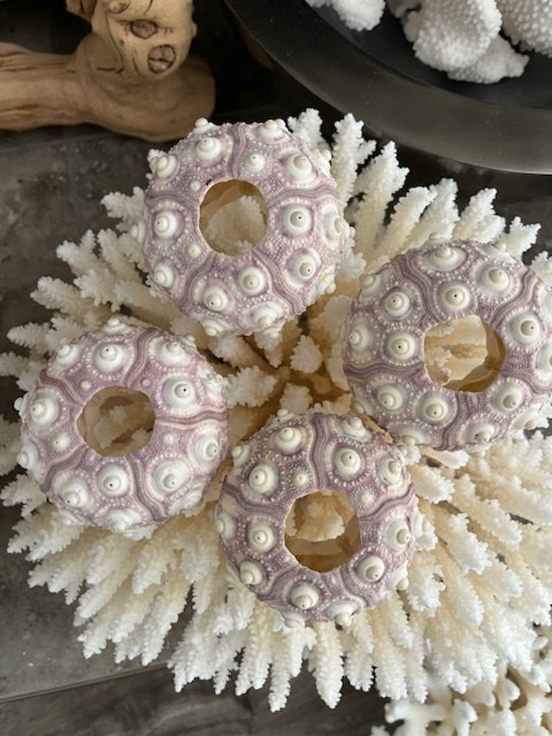 Rare XL Purple Sputnik Sea Urchins 1 PC Natural Seashells Urchins Craft Seashells Coastal home decor Seashell Supply Weddings 画像 5