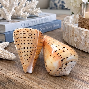 Orange Cone Snail Shell (Lg 1 pc) - Conus Vitulinus Seashell - Specimen Shells - Coastal Home Decor - Beach House Decor -Natural Shell Decor
