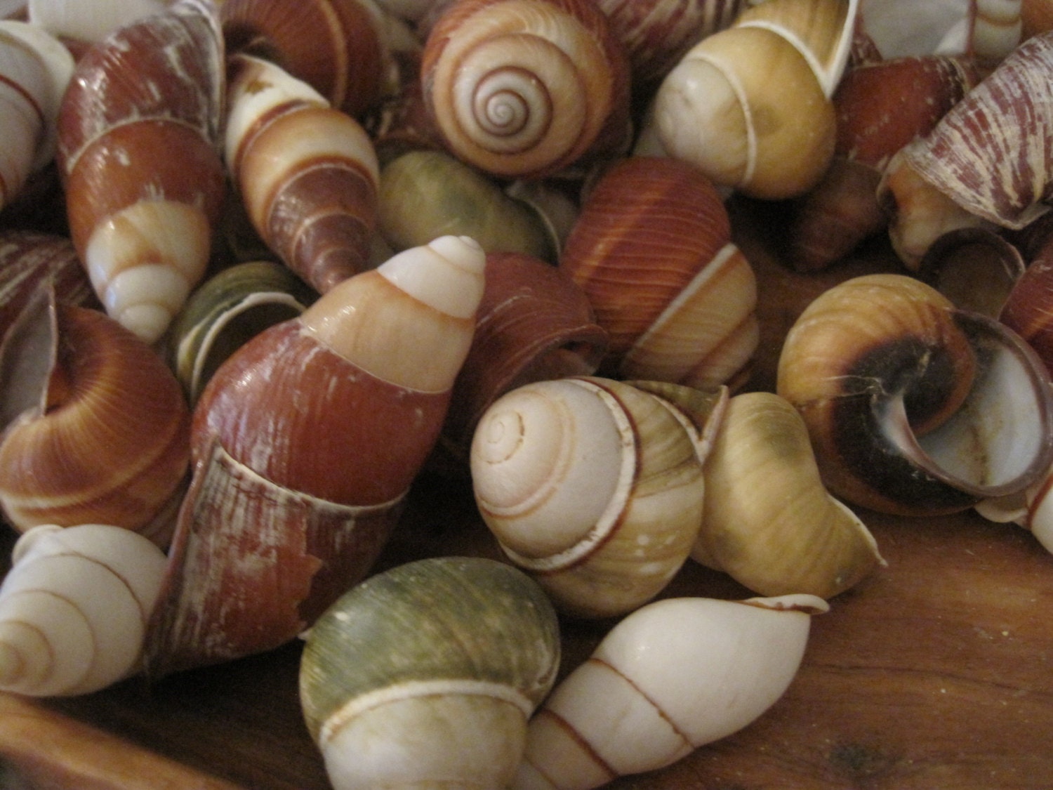 Beach Decor Assorted Snail Shells 5 Nautical Decor Etsy