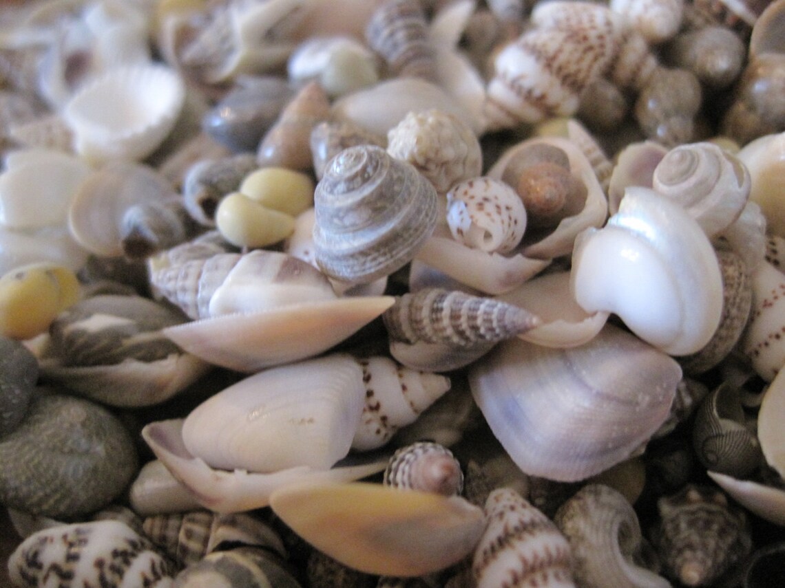 Tiny Mixed Shells (1 Cup - 250+) Craft Shells - Beach Wedding ...