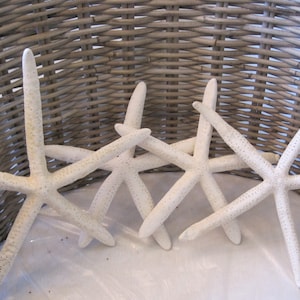 XLarge Starfish - White Starfish - Beach Decor - Giant Sea Star - Seashells