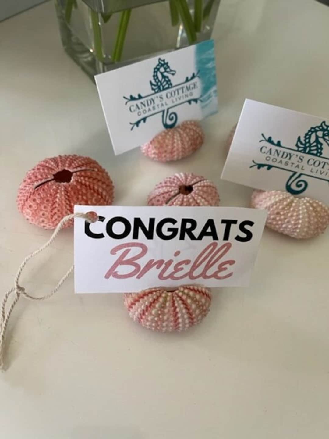 50 Seashell Place Card Holders Natural Pink Sea Urchins Beach Weddings