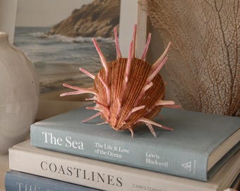 Rare Red/Orange Spiky Spiny Oyster Shell Specimen (1 pc) - Specimen Shell - Shells - Spondyllus Regius - Coastal Home Decor -Choose Favorite