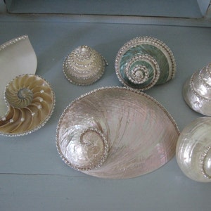 May include: A collection of six decorative seashells, including a nautilus shell, each embellished with clear rhinestones along their natural spirals and edges. The shells feature iridescent, pearlescent, and green tones with smooth, polished surfaces.