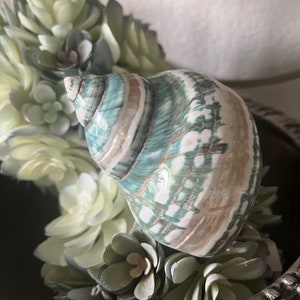 May include: A green and white seashell with brown stripes sits in a decorative pot with green succulent plants.