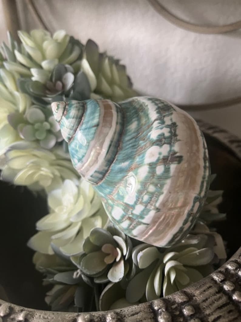 May include: A green and white seashell with brown stripes sits in a decorative pot with green succulent plants.