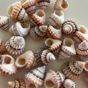 Candy Snail Seashells (15) - Seashell Supply - Craft Seashells - Etsy