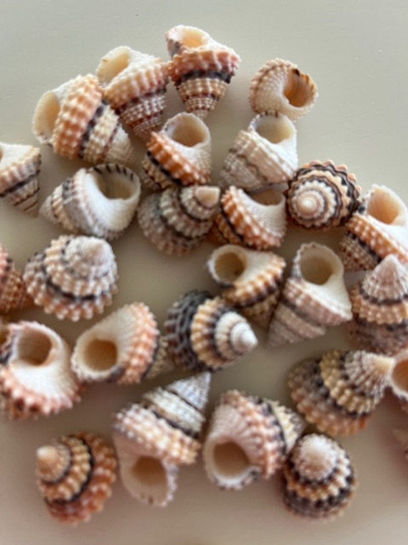Candy Snail Seashells 15 Seashell Supply craft seashells image 10