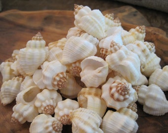 Beach Decor Cancellaria Shells (15 PC) - Cancellaria Shell - Seashell Supply - Craft Seashells - Coastal Home Decor - White Shells