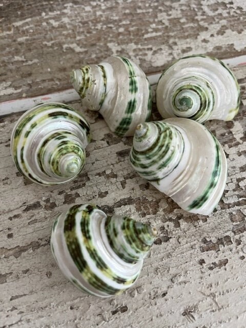 Beach Decor Green Banded Snail Small Turbo Shells (3 Pcs) - Coastal ...