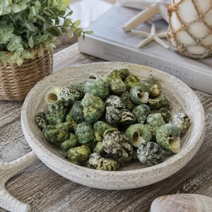 Beach Decor Grüne Muscheln (10 Stück) - Coastal Home Decor - Muscheln - Muscheln - Muscheln - Einsiedlerkrebs Muscheln - Strand - Muscheln