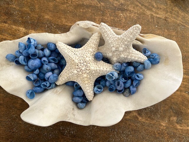 Dark Blue Dyed Bubble Shells (25 Pcs) - Craft Shells - Coastal Home ...