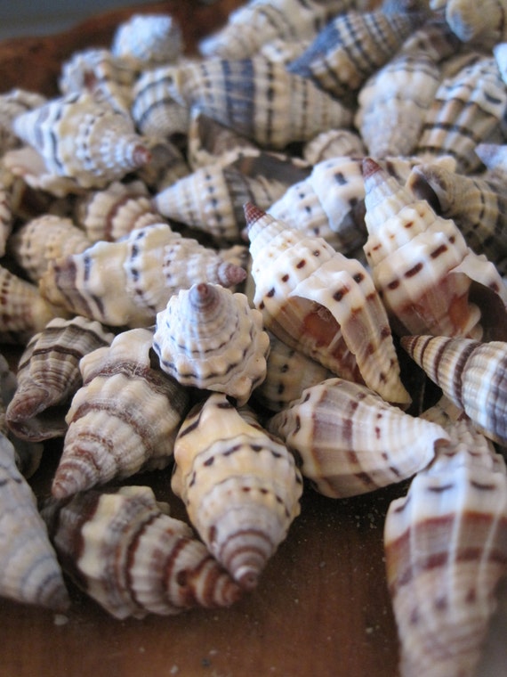 Conchiglie giganti di mitra 15 Conchiglie Fornitura di conchiglie Conchiglie  artigianali Decorazioni per la casa costiera -  Italia