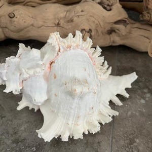 Large Murex Shell- Murex Ramosus Seashell - Coastal Home Decor - White Seashells -Beach Decor - Beach Wedding - Centerpiece - Shell Display