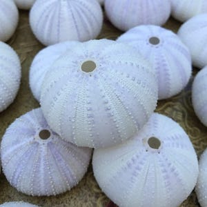 15 ricci di mare viola chiaro - 1,75 - 2&quot; - Conchiglie alla rinfusa - Conchiglie di alta qualità - Arredamento per la casa in stile costiero - Fornitura di conchiglie - Matrimonio in spiaggia - Nautico